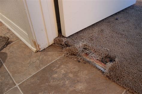 Want to know how you can fix it; How To Fix Burnt Carpet From Iron / How To Fix Burn Marks ...