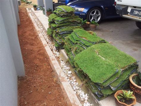 Beli bibit rumput swiss online berkualitas dengan harga murah terbaru 2021 di tokopedia! jenis jenis rumput taman landscape tahun 2021 ~ JUAL ...