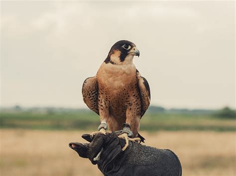 One such amazing bird of prey is the falcon or hawk.falcons are really helpful to the farmers who are looking for an efficient solution for pest control in order to learn more about how falconry is used for pest control, it is essential that you understand the various types of birds that the farmers need to be. Bird control spiking and netting | GoKill Manchester Pest ...