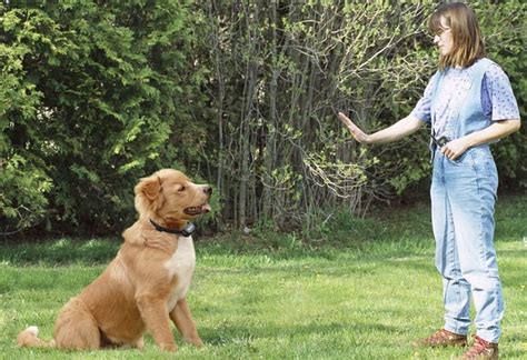 Reduce the shock as soon as your dog obeys. How To Properly Train A Dog With An Electronic Collar ...