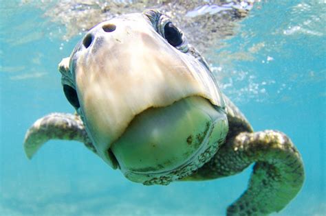 Tadpoles have gills that allow them to breathe underwater indefinitely. How Can Sea Turtles Breathe Underwater