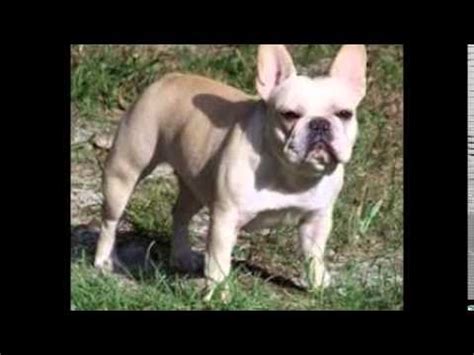 Welcome to the home of smokey valley farm and kennel. French Bulldog Kennels - YouTube