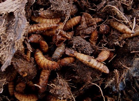 In this case, the beetle larvae are creamy white. Palo Verde Beetle Larvae | I pulled up a dead agave in my ...