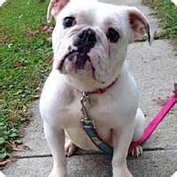 Box 300824, chicago, il 60630 rescue helping to find loving homes for dogs. Park Ridge, IL - English Bulldog. Meet Elsa a Dog for ...
