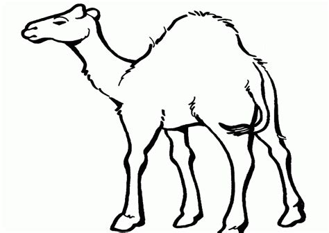 Cute & simple animal drawings for children: Desert Animals Coloring Pages - Coloring Home