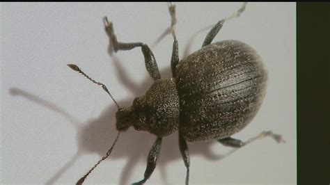 Very annoying in the spring and summer months. Seeing little black bugs? Here's what they are - YouTube