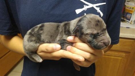 Unfortunately we travel for work and its getting way to rough on my famil. Litter of 6 Great Dane puppies for sale in COLORADO ...