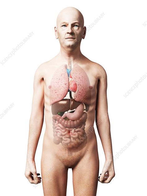 Find the perfect male internal organs stock photos and editorial news pictures from getty images. Male internal organs, artwork - Stock Image - F010/1979 ...