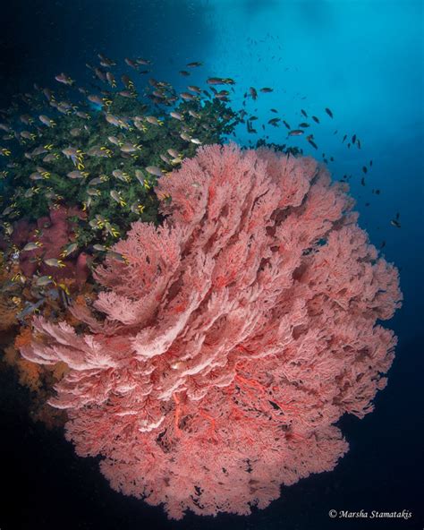 The study is said to be the first and largest of its kind. South Florida Underwater Photography Society | MARSHA ...