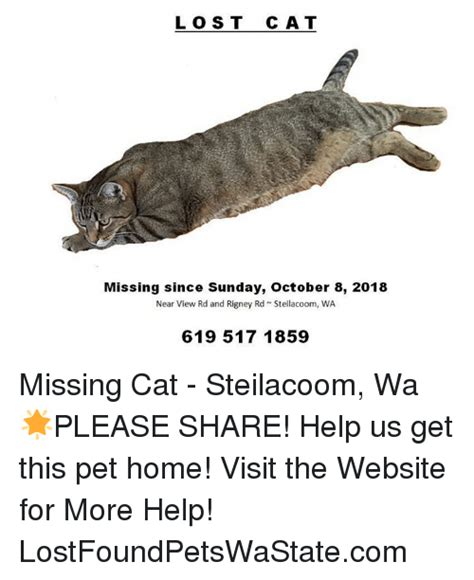 My baby has been missing for over a month now, and i want him mrs. LOST CAT Missing Since Sunday October 8 2018 Near View Rd ...