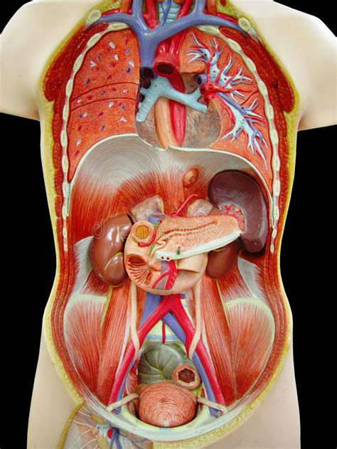 Herz, lunge, leber, nieren, bauchspeicheldrüse und darm. Menschlicher Torso stockfoto. Bild von inside, karosserie ...