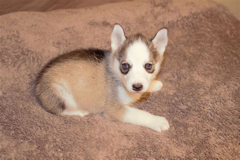 Puppies come with a florida health certificate, a lifetime health guarantee, akc registration. Siberian Husky Puppies For Sale | Ocala, FL #126482