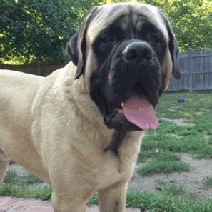 Log in to save gifs you like, get a customized gif feed, or follow interesting gif creators. mastiff gifs | WiffleGif