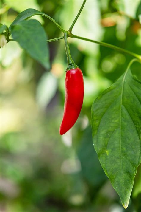 Learn about the serrano pepper scoville and more! Serrano Pepper - Stow Garden Center