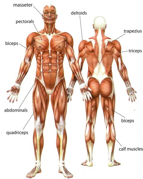 More commonly known as the glutes, this. muscles of the upper body - ModernHeal.com