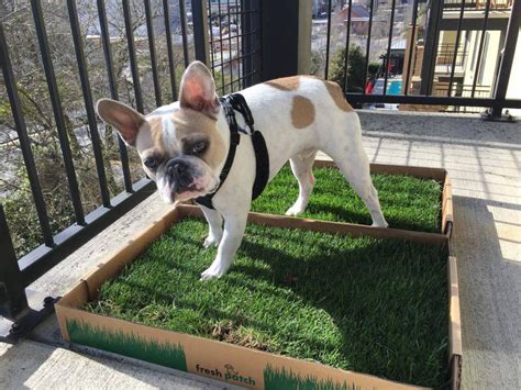 To account for this, manufacturers will spray a chemical urine substitute on the grass to encourage your dog to mark the territory. Which Type of Dog Grass Pad is Best for Your Balcony | Dog grass, Dog spaces, Balcony for dogs