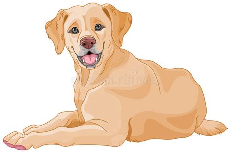 Maybe you would like to learn more about one of these? Labrador Stock Illustrations - 11,935 Labrador Stock ...