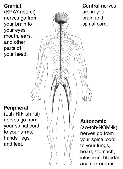 However, the brains of lower vertebrates like fishes and amphibians have their white matter on the outside of their brain as well as their spinal cord. Central Nervous System Diagram Black And White : Chapter 9 ...