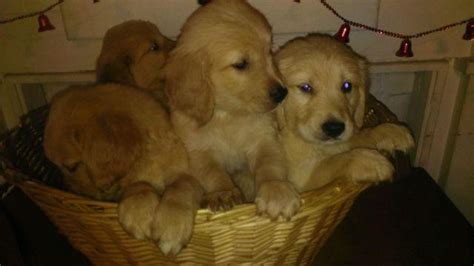 Dog breeding service golden retriever puppies puppies for sale colorado denver aurora strasburg, golden, white, creme, akc. AKC Golden Retriever Puppies for Sale in Lillington, North ...