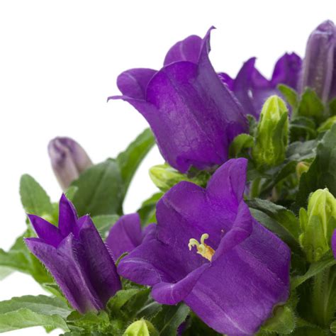 Campanula (/kæmˈpænjʊlə/) is one of several genera of flowering plants in the family campanulaceae commonly known as bellflowers. Campanula Appeal Deep Blue - Beekenkamp Plants