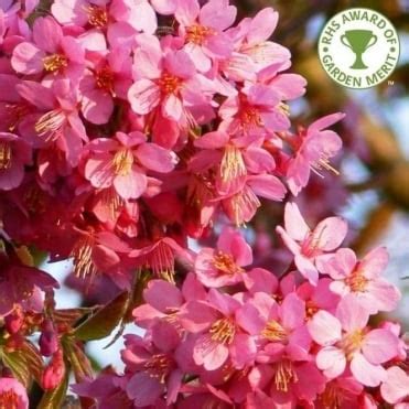 Check spelling or type a new query. Flowering Cherry Trees For Small Gardens | Dwarf Cherry ...