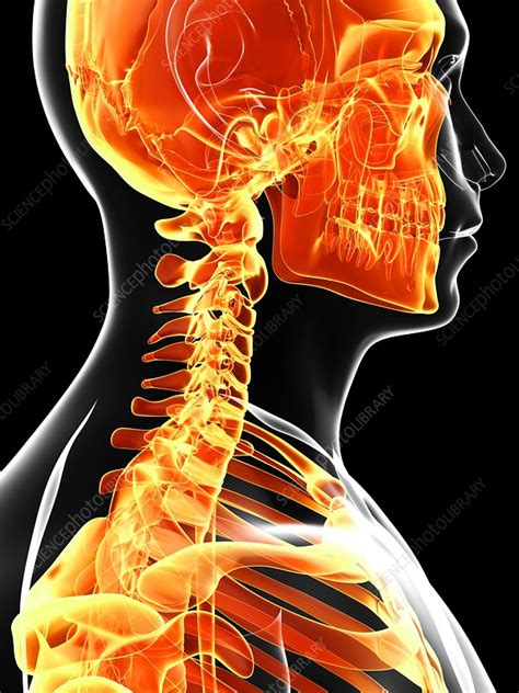 Related posts of back of neck bone structure. Human skull and neck bones, artwork - Stock Image - F009/6983 - Science Photo Library