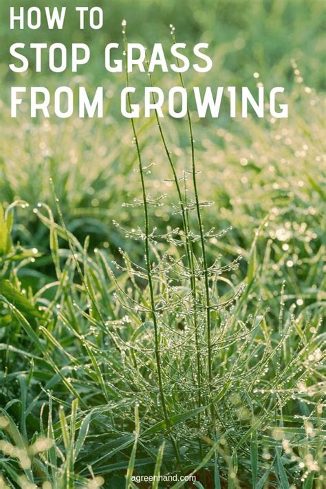 We did not find results for: How To Stop Grass From Growing | Grass, Easy garden ...