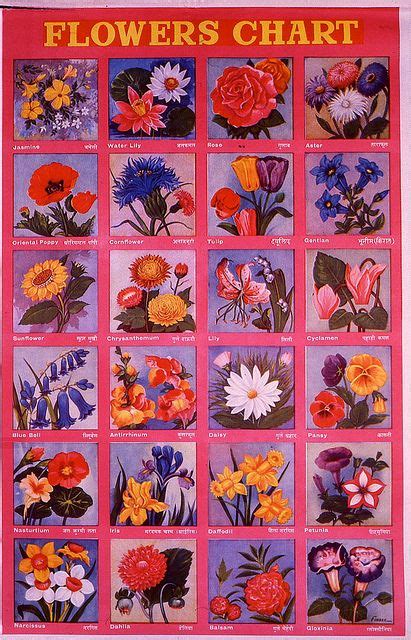 Their uses in indian preparations. Flower Names in Hindi and English | Flower names, Plant ...