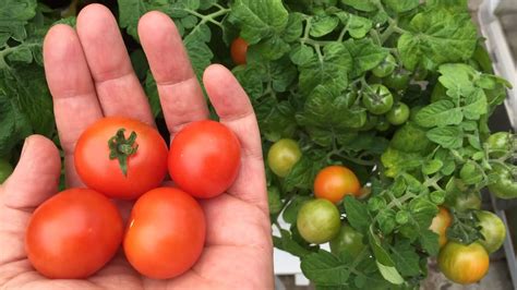 By bill wilson (north augusta, sc). January: Ripe tomatoes in May? An option to grow early ...