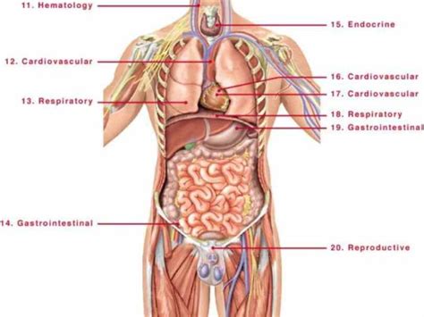 The abdomen also contains the kidneys and spleen. space introduction Picture Of Human Body With Organs Labeled to diagram of internal organs human ...