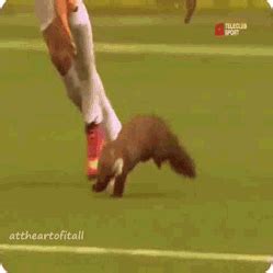 Penguins are so much fun to watch, partly because they walk in such a cute waddling way. Football Player Catches A pine marten & Gets Bitten