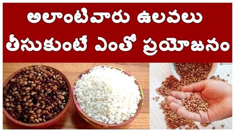 Horse gram, indigenous to india and africa, is a bean/lentil which has been a staple food for cattle and horses and has been used in ayurvedic medicine sprouting makes it easily digestible but because it is a tough pulse it takes a lot of chewing. Horse Gram Health Benefits and Recipes - YouTube