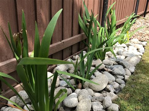 If you are going to create new beds, it would be best to plant through the sheets of mulch. Flower Beds with Rocks Instead of Mulch (With images ...