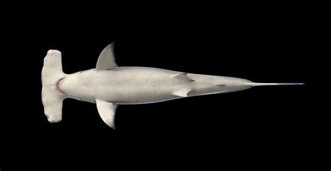 Check spelling or type a new query. modelo 3d Tiburon martillo - TurboSquid 681338 | Tubarões