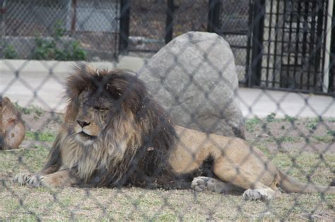 Adr including key executives, insider trading, ownership, revenue and average growth rates. Lucas the Lion Finds a Home at Hope Zoo | InsideJourneys