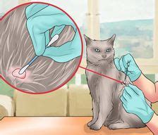 Wer sich eine babykatze anschaffen möchte. Katzen - wikiHow