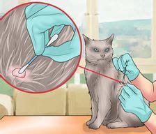 Auf die richtige entwurmung kommt es an. Katzen - wikiHow