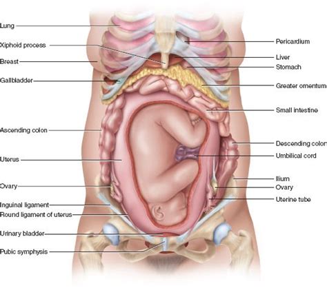 Away views of the body. Épinglé sur Chapter 28: The Female Reproductive System