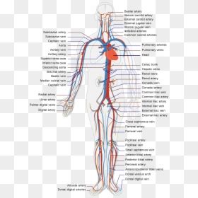 Human anatomy diagrams show internal organs, cells, systems. Diagram Of Veins And Arteries In Body, HD Png Download - vhv