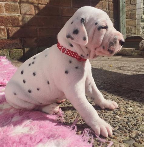 Plush dalmatian puppies are ready for adoption! Dalmatian Dog for sale Singapore. Dalmatian Puppies buy ...