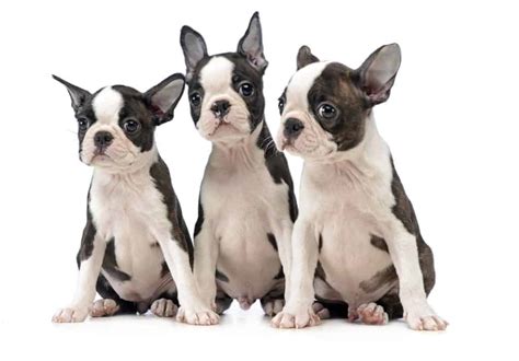 Use the form at the top to get complete listings for breeders in your area! Boston Terrier Breeders in The United States and Canada ...