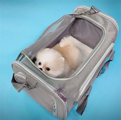 Checking 'include nearby areas' will expand your search. pomeranian puppies for sale craigslist | Pomeranian puppy ...