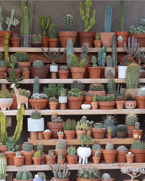 Do you know the difference between a cactus and a succulent? Succulents vs Cacti— What's the Difference? | Cactus house ...