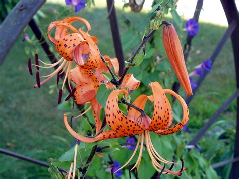 I could've, i could've, i could've, should've been a killing, killing, killing, killing, killing machine. tiger lillies | Tiger lilly, Interesting things, Lovey