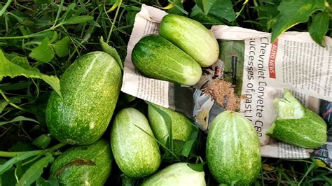 Like other fruits and vegetables, cucumbers are susceptible to spoiling and rotting when exposed to ethylene concentrations. Fresh cucumber eating - YouTube