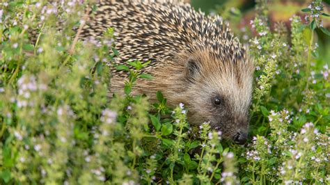 Höhere überlebensrate für igel, die einen winterschlaf machten. 36 HQ Photos Wann Gehen Igel In Den Winterschlaf : Warum ...