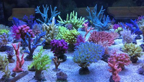 They typically live in compact colonies of many identical individual polyps. Korallen & Niedere Tiere - Aquarium Aquaristik Center Ost ...