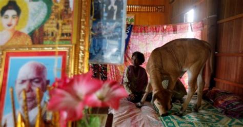Check spelling or type a new query. Cambodian Woman Says A 5-Month Old Baby Cow Is Her Husband ...