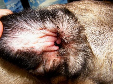 They affect the cat's ears since the dark, warm environment favors their existence. How to Use Olive Oil to Treat Dog Ear Mites at Home