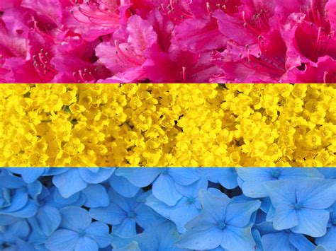 Pansexual is used to describe a person who can be emotionally, romantically, or sexually attracted to people of any gender, hrc says. Flower pansexual flag by cyberangel110 on DeviantArt